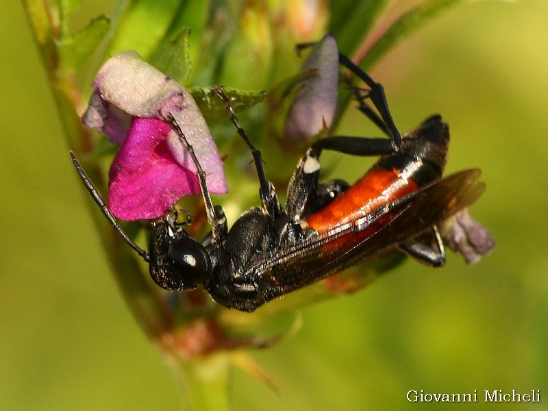 Macrophya annulata (Tenthredinidae)